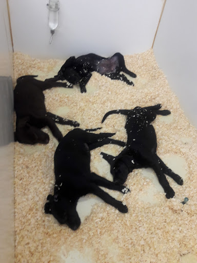 Pet Store «Zimmers Pets», reviews and photos, 51 E Philadelphia Ave, Boyertown, PA 19512, USA