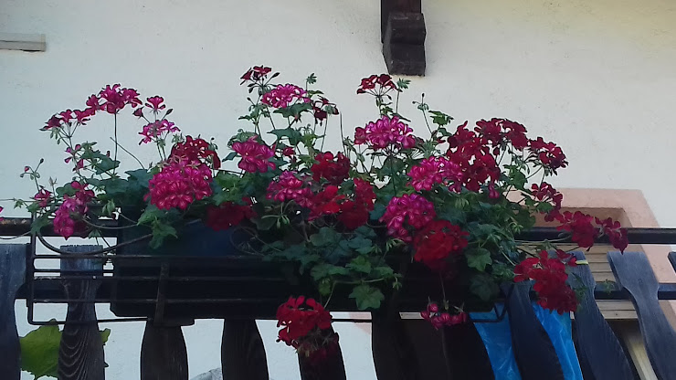 Photos des visiteurs Chambre d'hôtes Bed & Breakfast Stella Alpina 38027 Croviana