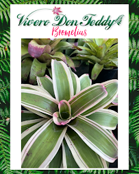 Vivero Don Teddy - Photo 6 - Car repair in Mercedita, Ponce, Puerto Rico, Ponce