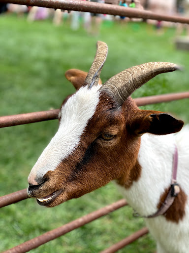 Museum «Colorado Springs Pioneers Museum», reviews and photos, 215 S Tejon St, Colorado Springs, CO 80903, USA