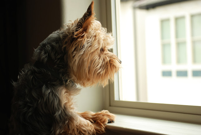 Lindsy Murray:Dog Behaviourist