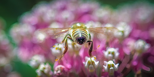 Museum «Deepwood Museum & Gardens», reviews and photos, 1116 Mission St SE, Salem, OR 97302, USA