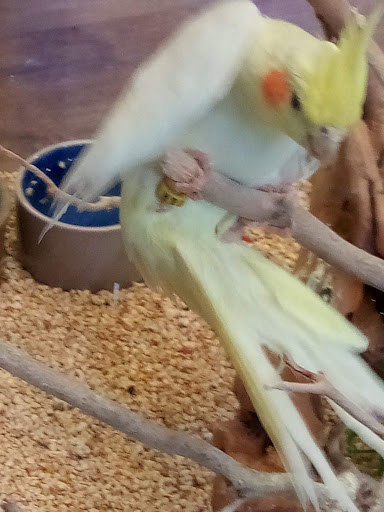 Pet Store «Ark Pet Shop», reviews and photos, 2400 W Lincoln Hwy, Merrillville, IN 46410, USA