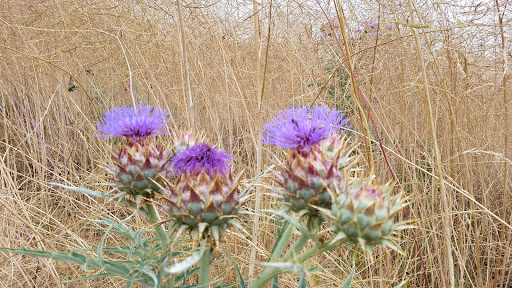 Park «Laguna Niguel Regional Park», reviews and photos, 28241 La Paz Rd, Laguna Niguel, CA 92677, USA