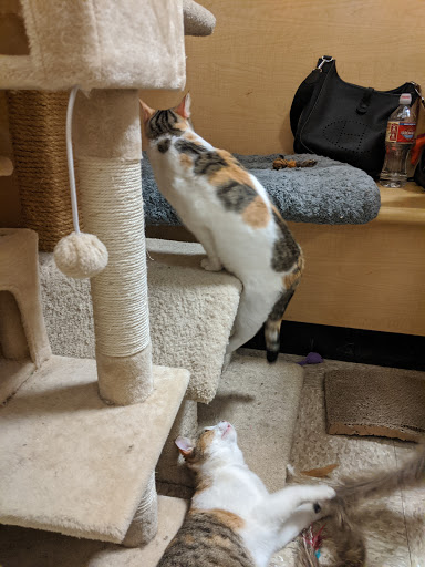 Pet Supply Store «PetSmart», reviews and photos, 30515 Av. de Las Flores, Rancho Santa Margarita, CA 92688, USA