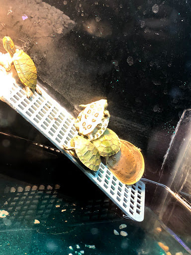 Pet Store «Forever Pets Inc», reviews and photos, 1030 Basse Rd, San Antonio, TX 78212, USA