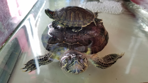 Beauty Salon «Destellos Beauty Salon», reviews and photos, 3930 S Buckner Blvd, Dallas, TX 75227, USA