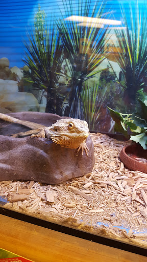 Pet Store «Critter Pet Shop», reviews and photos, 19309 Ecorse Rd, Allen Park, MI 48101, USA