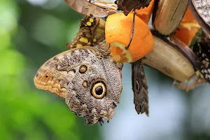 Schmetterlingshaus - Insel Mainau image