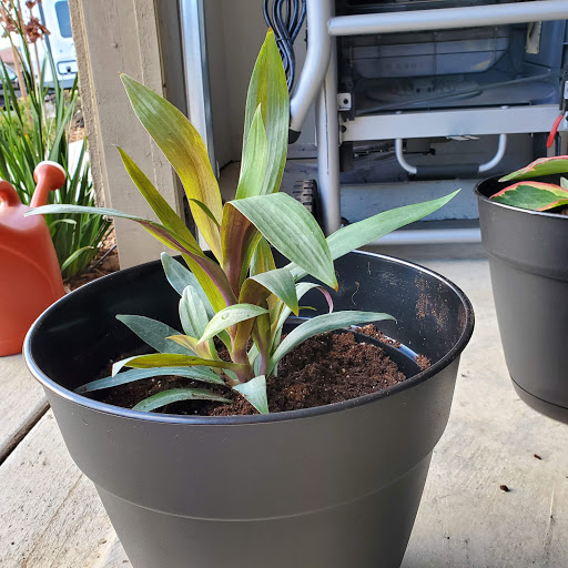 Pet Supply Store «Sutter Orchard Supply», reviews and photos, 573 Bridge St, Yuba City, CA 95991, USA