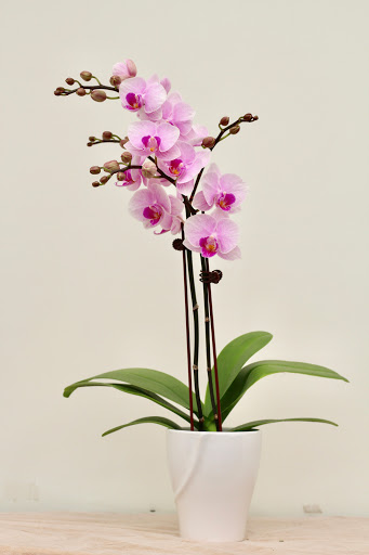 Ontario Orchids Inc