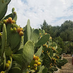 Photo n°5 de l'avis de palma.' fait le 23/08/2019 à 09:21 sur le  Masseria Quis Ut Deus - riapriamo a maggio 2023 à Crispiano