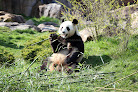 Enclos intérieur des Pandas géants Saint-Aignan