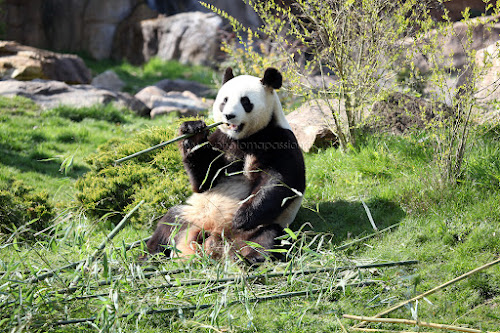 Enclos intérieur des Pandas géants à Saint-Aignan