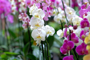 Orquidário Laranja Lima - Floricultura Orquídeas Jardineiro - Sete Lagoas MG image