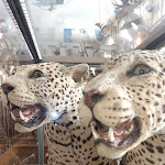 Photo n° 15 de l'avis de Chris. fait le 01/03/2024 à 17:30 pour Musée de la Chasse et de la Nature à Paris