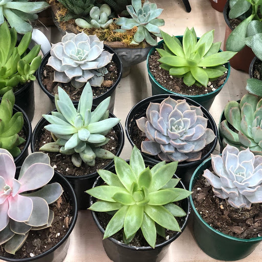 Florist «Floral Creations Florist Inc», reviews and photos, 3308 S Cobb Dr, Smyrna, GA 30080, USA