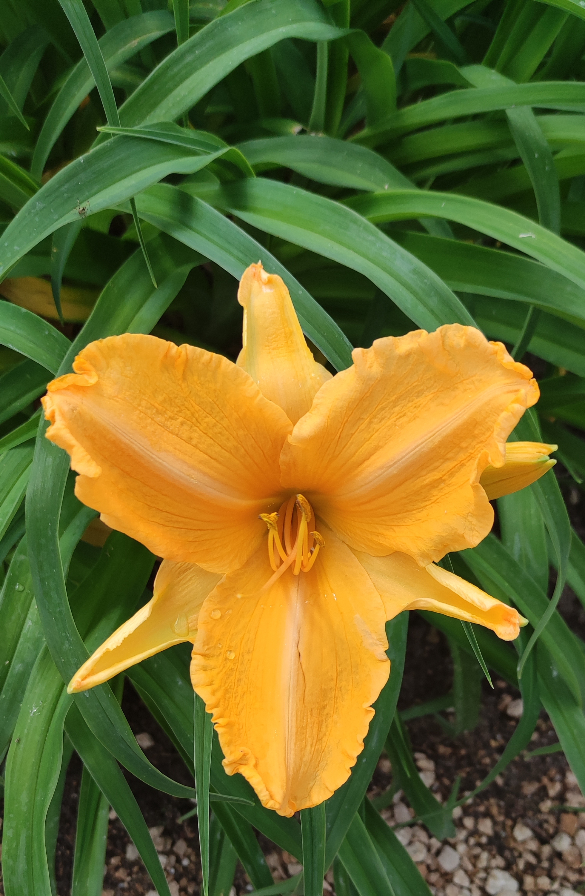 Photo n° 6 de l'avis de Lily.2 fait le 07/05/2023 à 16:01