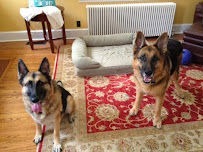 Fetch! Pet Care Alexandria - Photo 1 - Car repair in , Alexandria