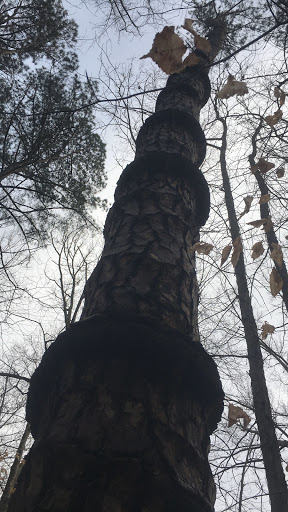 Nature Preserve «Swift Creek Bluffs Nature Preserve», reviews and photos, 7800 Holly Springs Rd, Raleigh, NC 27606, USA