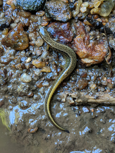 Nature Preserve «Sadsbury Woods Preserve», reviews and photos, Ramblewood Dr & Northwood Dr, Coatesville, PA 19320, USA
