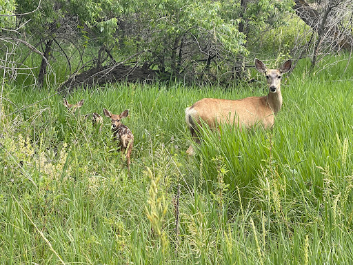 Golf Club «Spring Valley Golf Club», reviews and photos, 42350 Co Rd 17/21, Elizabeth, CO 80107, USA