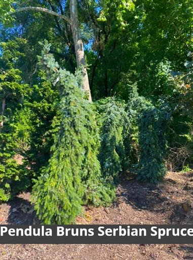 Landscaping Supply Store «Kirkwood Gardens», reviews and photos, 2701 Barrett Station Rd, Ballwin, MO 63021, USA