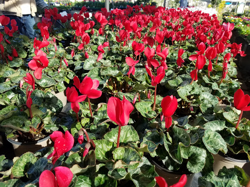 Plant Nursery «San Gabriel Nursery & Florist», reviews and photos, 632 S San Gabriel Blvd, San Gabriel, CA 91776, USA