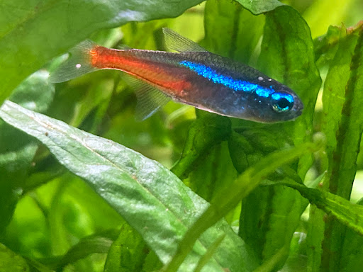 Pet Store «Fins Feathers Paws & Claws», reviews and photos, 436 Main St, Harleysville, PA 19438, USA