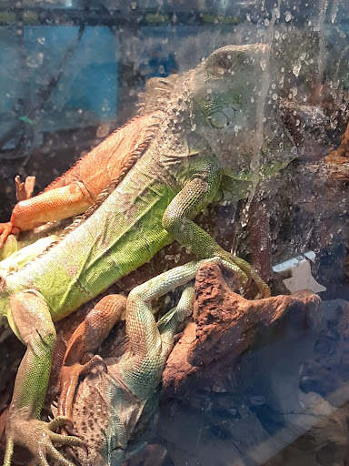 Pet Store «Jules Pet Shop», reviews and photos, 2214 N Milwaukee Ave, Chicago, IL 60647, USA