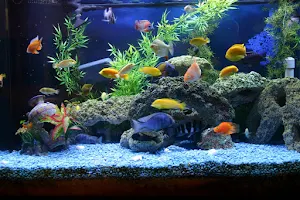 Fantasea Aquarium and Pet image