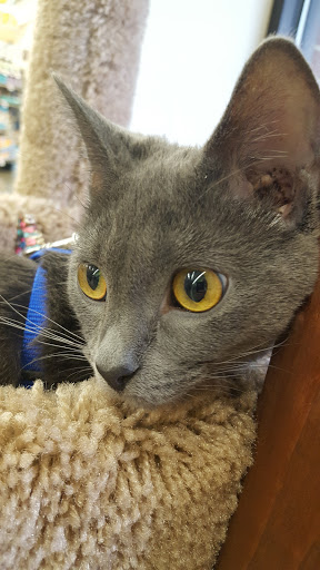 Pet Supply Store «Pet Supplies Plus», reviews and photos, 9 Waukegan Rd, Deerfield, IL 60015, USA