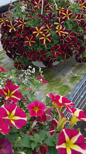 Florist «Farmstead Flowers», reviews and photos, 170 Cocalico Creek Rd, Ephrata, PA 17522, USA