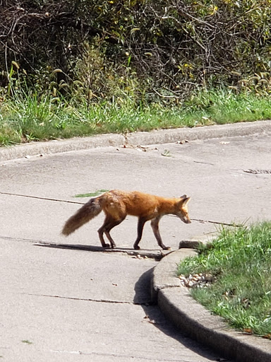Golf Course «Tournament Club of Iowa», reviews and photos, 1000 Tradition Dr, Polk City, IA 50226, USA