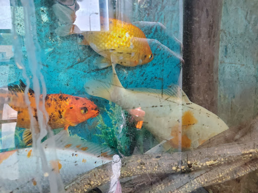 Pet Store «Aqualand Aquarium Center», reviews and photos, 5355 Chicago Ave, Minneapolis, MN 55417, USA