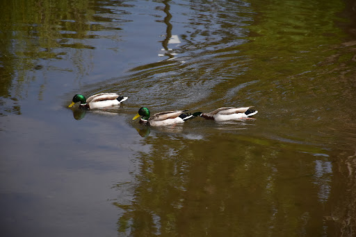 Park «Bear Creek Park», reviews and photos, 3550 S Raleigh St, Denver, CO 80236, USA