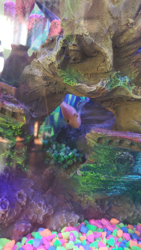 Pet Store «Pet Town», reviews and photos, 7804 Florence Ave, Downey, CA 90240, USA