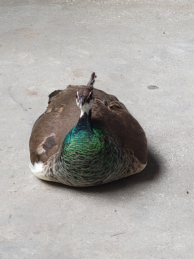 Zoo «Waccatee Zoological Farm», reviews and photos, 8500 Enterprise Rd, Myrtle Beach, SC 29588, USA