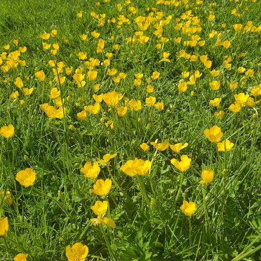 Park «Evelyn M. Schiffler Memorial Park», reviews and photos, SW Erickson Ave, Beaverton, OR 97005, USA