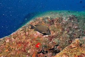 Poseidon Diving Centre Hikkaduwa - PADI 5 Star IDC Dive Centre image