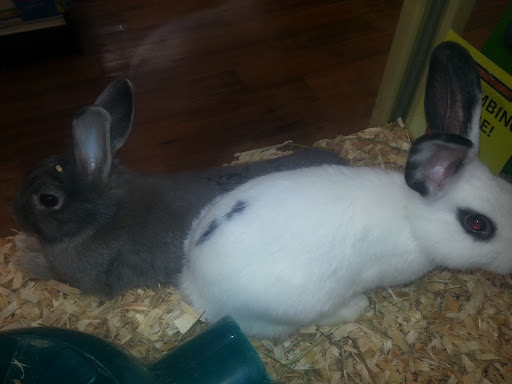 Pet Supply Store «Pet Supermarket», reviews and photos, 3821 S Cobb Dr, Smyrna, GA 30080, USA