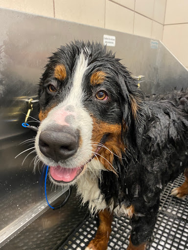 Pet Supply Store «Pet Supplies Plus», reviews and photos, 955 Co Rd E East #100, Vadnais Heights, MN 55127, USA