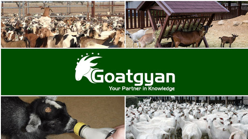 GoatGyan Goat Consultancy