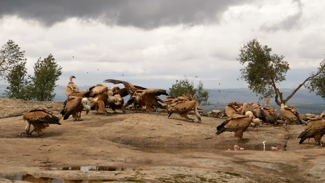 Wildlife Portugal - Guarda