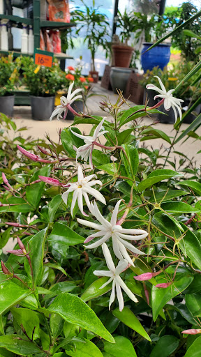 Plant Nursery «HOUSTON PLANTS & GARDEN WORLD», reviews and photos, 16726 North Fwy, Houston, TX 77090, USA