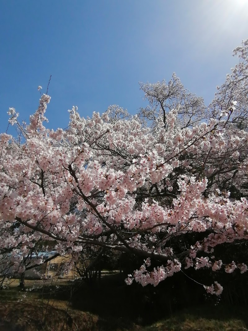 千秋桜(せんしゅうさくら)