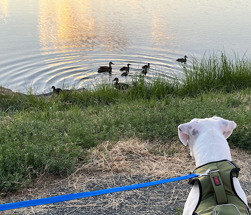 Park «Carpenter Park», reviews and photos, 3498 E 112th Ave, Thornton, CO 80233, USA