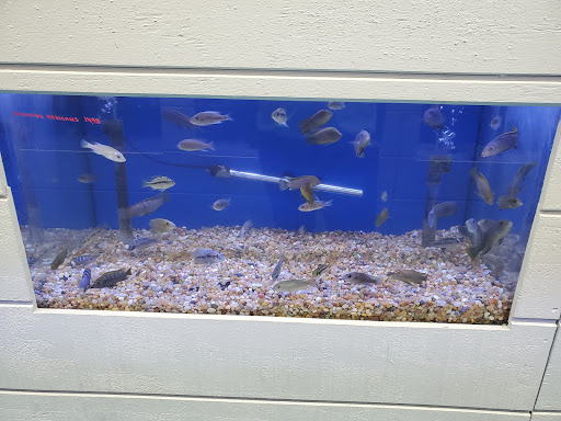 Tropical Fish Store «Stingray Bay», reviews and photos, 17800 E 9 Mile Rd, Eastpointe, MI 48021, USA