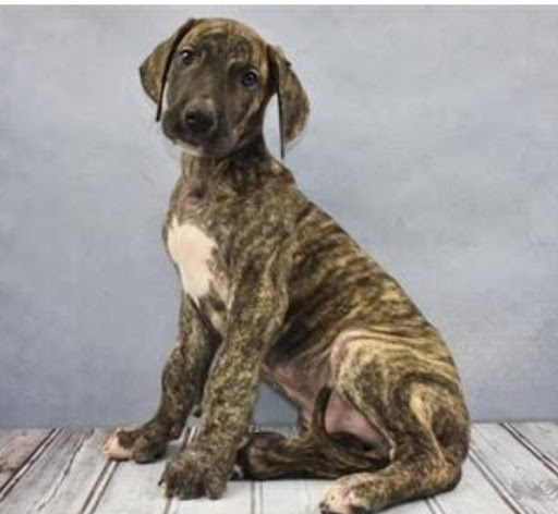 Pet Store «All Pets Club», reviews and photos, 1167 N Colony Rd, Wallingford, CT 06492, USA