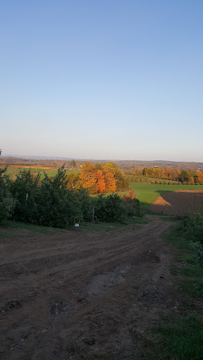 Tourist Attraction «Sunflower Maze», reviews and photos, South St, Middlefield, CT 06455, USA